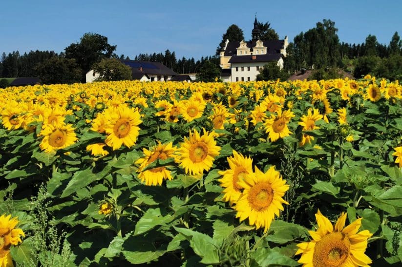 Sonnenblumen