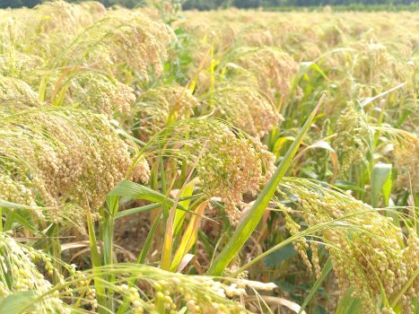 Hirse vor Ernte