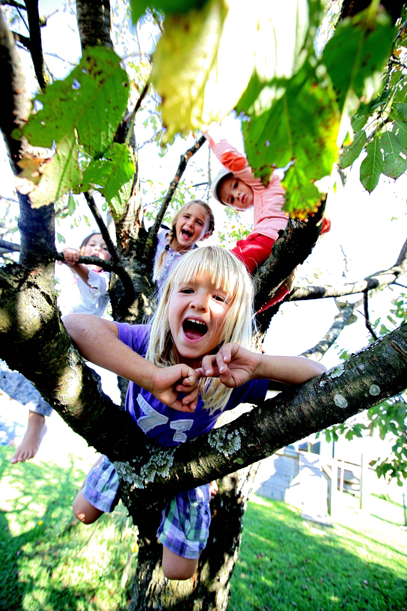 Kinder im Baum
