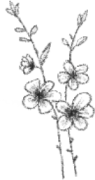 Bottom decoration