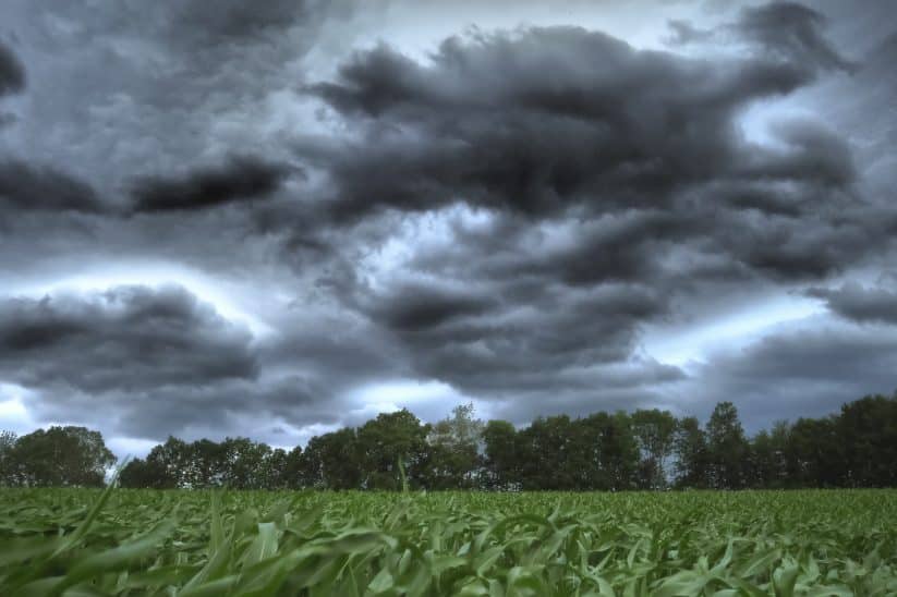 Die Schäden durch den Klimawandel in der deutschen Landwirtschaft nehmen zu.