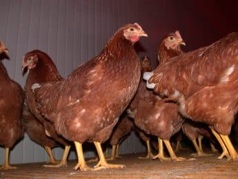 Das Geflügel muss wegen des Vogelgripper-Risikos in weiteren Bezirken wieder im Stall gehalten werden.