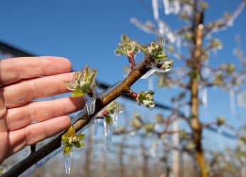 Frostschäden sorgten in diesem Jahr für eine schlechte Apfelernte in Deutschland.