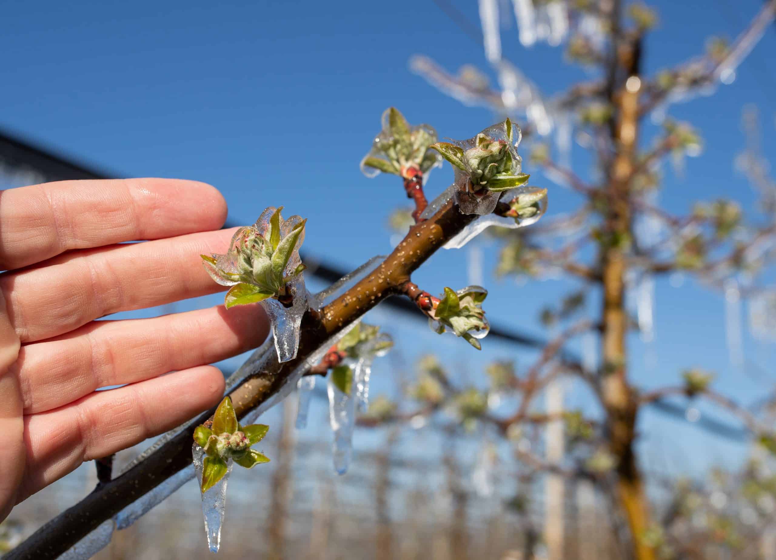 Frostschäden sorgten in diesem Jahr für eine schlechte Apfelernte in Deutschland.
