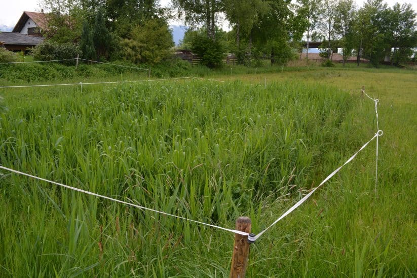 An die Pflanzenkläranlage von Leonhard Zach sind drei Häuser angeschlossen.