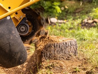 Mit einer Stock- oder Stubbenfräse lassen sich Baumstümpfe beseitigen. Die Holzspäne bleiben im Boden und verrotten dort.