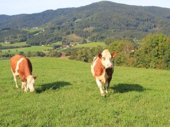 Rinder auf der Weide