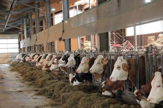 Fressgitter mit Kühen, die TMR fressen