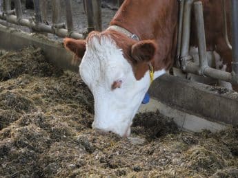 Milchkuh frisst Rationsmischung