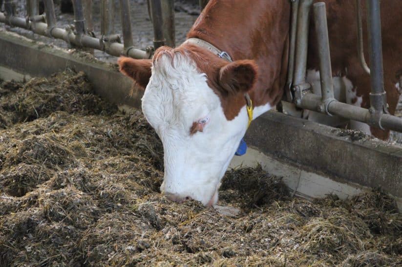 Milchkuh frisst Rationsmischung