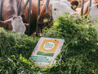 Rinder die Grasfutter fressen mit Kühen