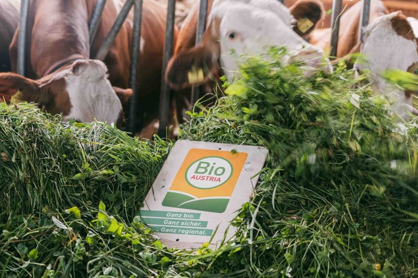 Rinder die Grasfutter fressen mit Kühen