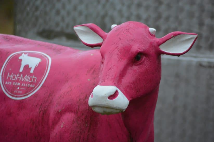 Die pinke Kuh war das Markenzeichen der Allgäuer Hof-Milch. Nun hat das Unternehmen die Produktion gestoppt.