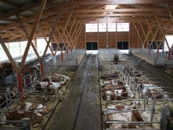 Milchviehstall Schauer Wendling