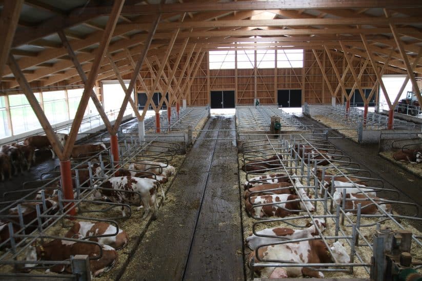 Milchviehstall Schauer Wendling