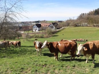 Das Staatsgut Kringell in Bayern wird ökologisch bewirtschaftet.