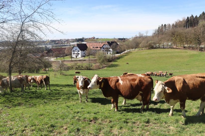 Das Staatsgut Kringell in Bayern wird ökologisch bewirtschaftet.