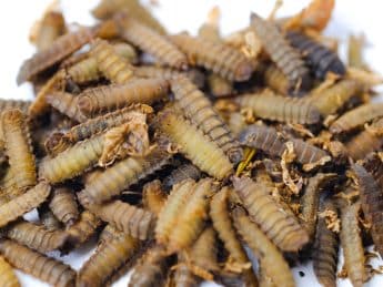 Schwarze Soldatenfliege