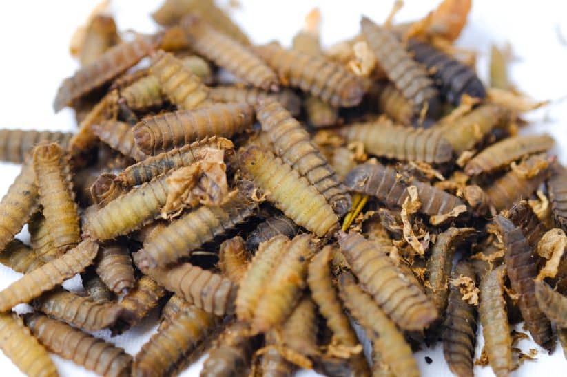 Schwarze Soldatenfliege